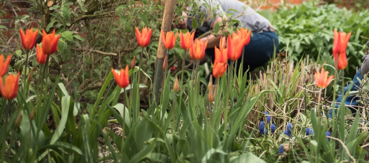 Planting
