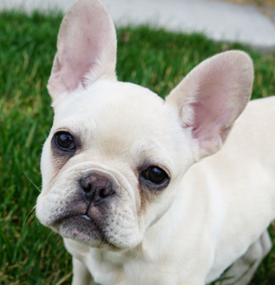 Heritage Pet Hospital in Rochester, MN