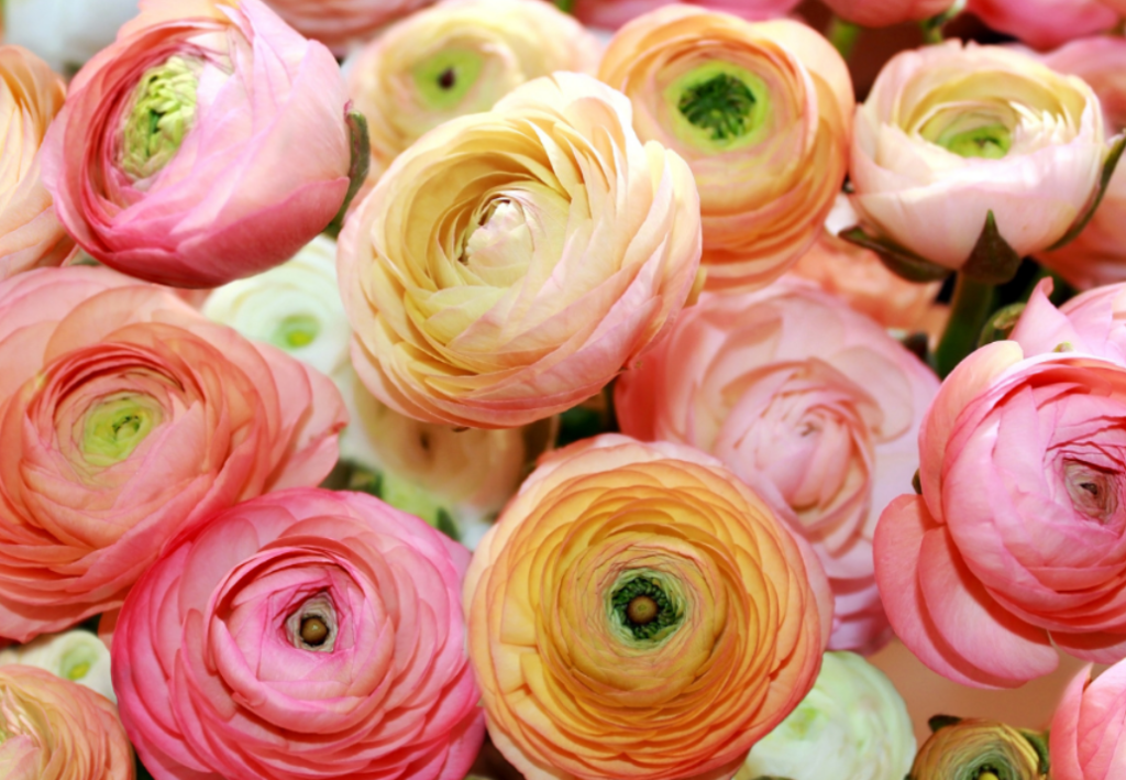 Renning's Florist & Flower Delivery in Rochester, MN
